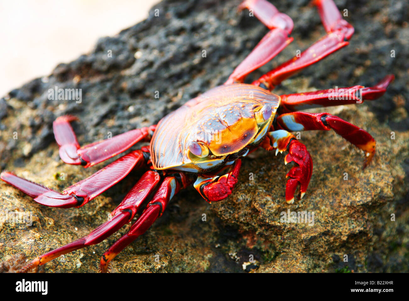 Sally piede luce Granchio in Galápagos Foto Stock