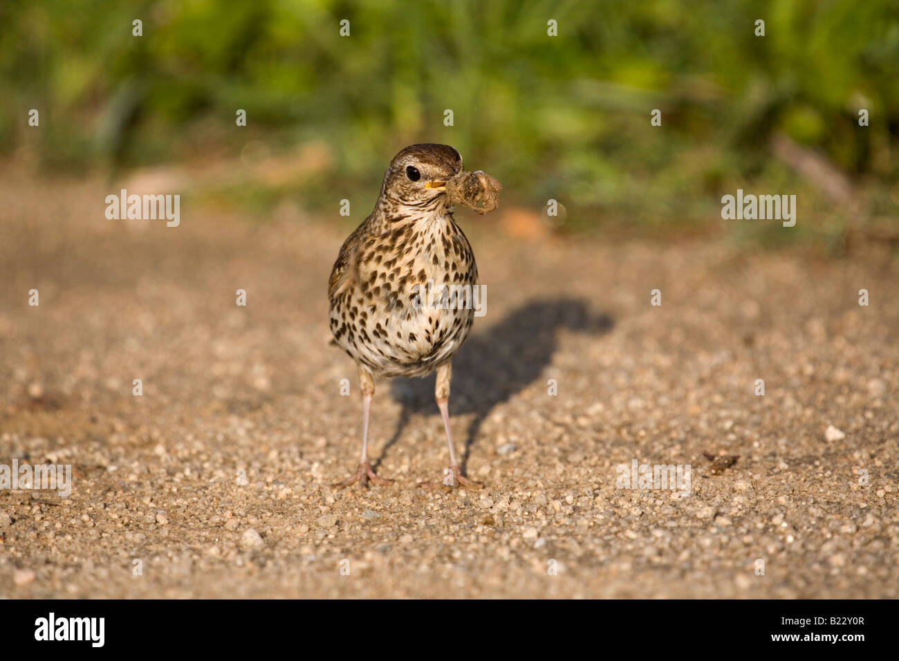 Tordo bottaccio Turdus philomelos mangiare una lumaca isole Scilly Foto Stock