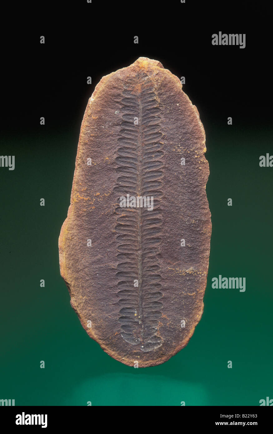 Foglie di felce fossile (Asterotheca miltoni ), di Mark Schneider/Dembinsky Photo Assoc Foto Stock