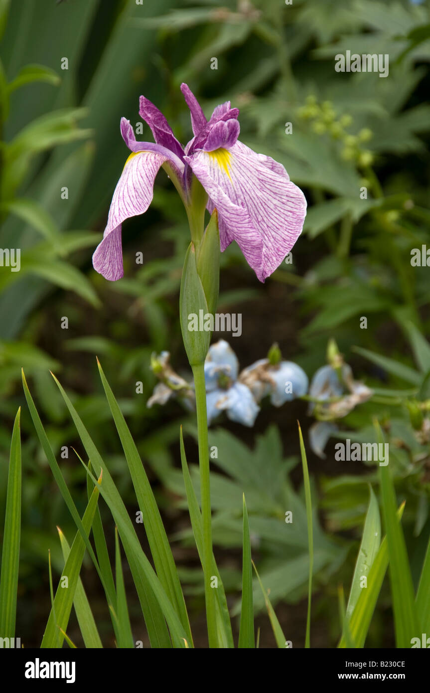 Iris Viola in giardino. Foto Stock