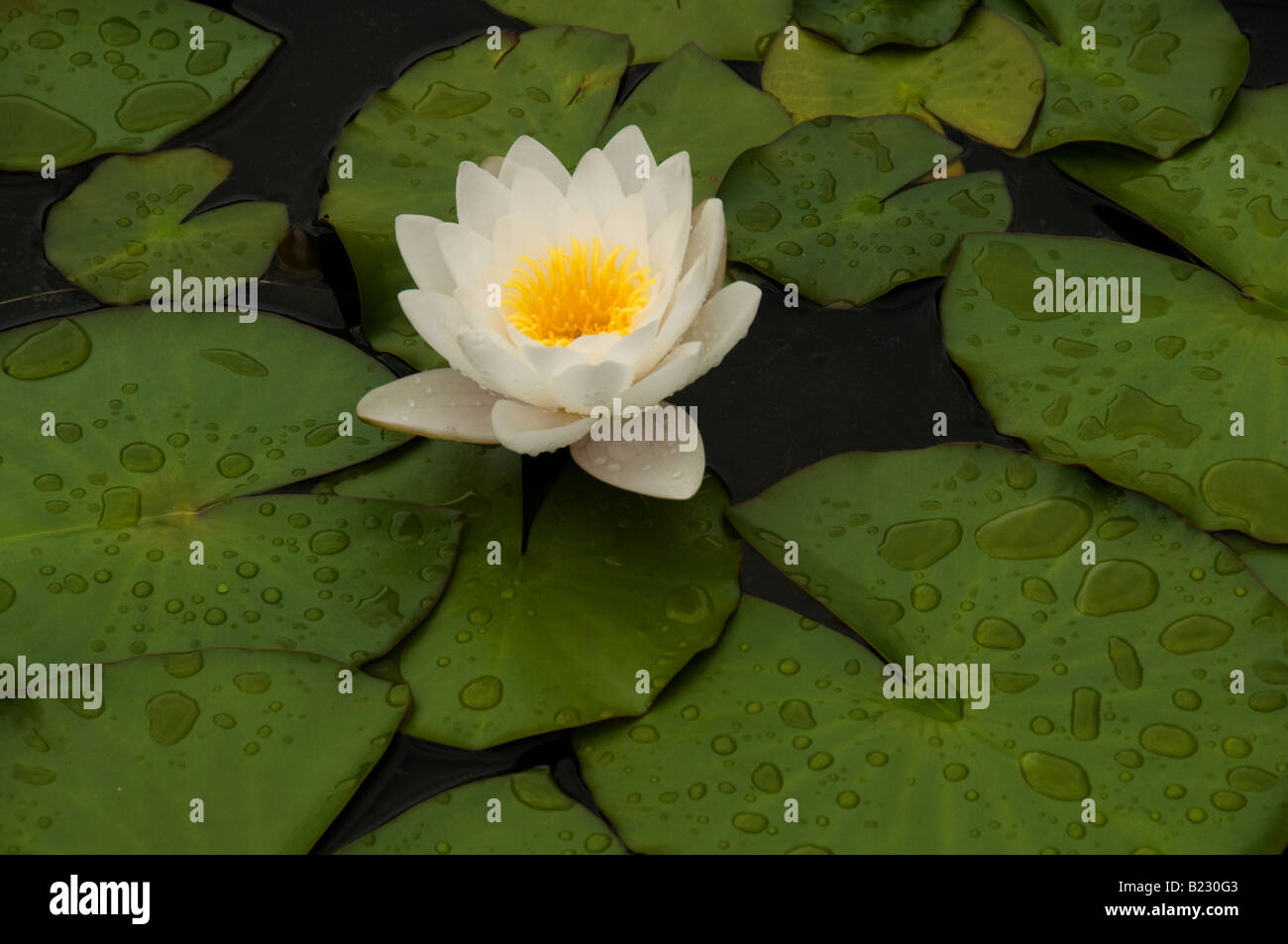 Ninfee fiore di loto. Foto Stock