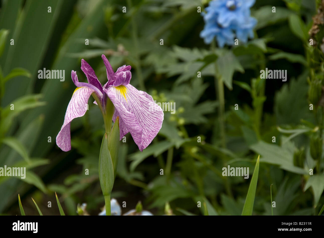 Iris Viola in giardino. Foto Stock