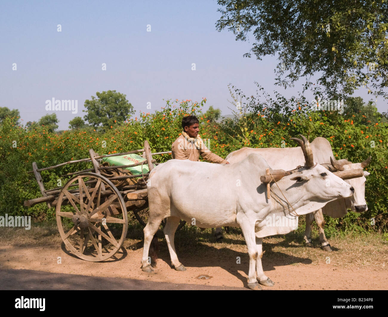 Il Madhya Pradesh India Uomo con Ox carrello rurale sulla strada sterrata nel paese Foto Stock