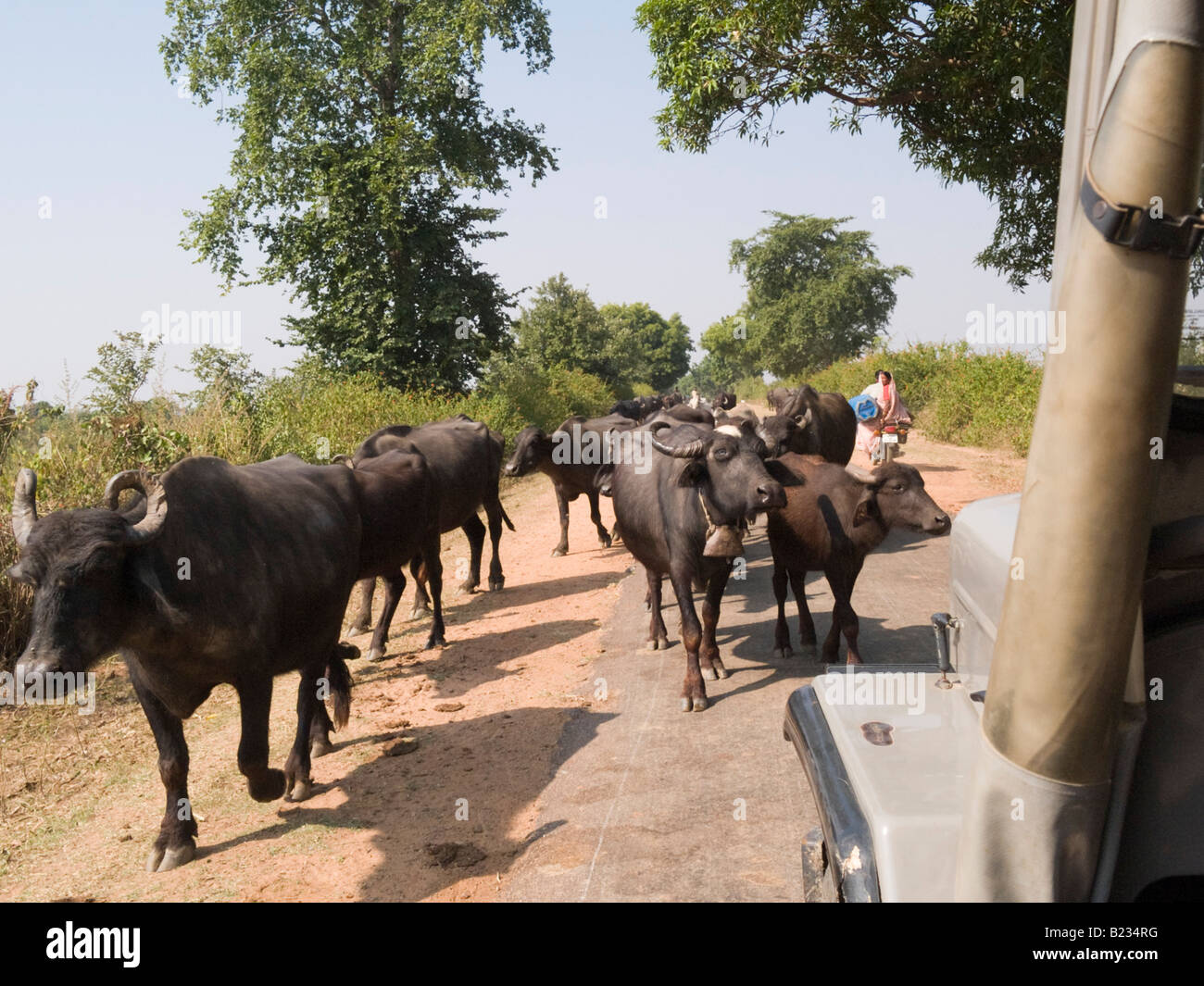 Il Madhya Pradesh India bestiame essendo herded lungo una strada sterrata Foto Stock