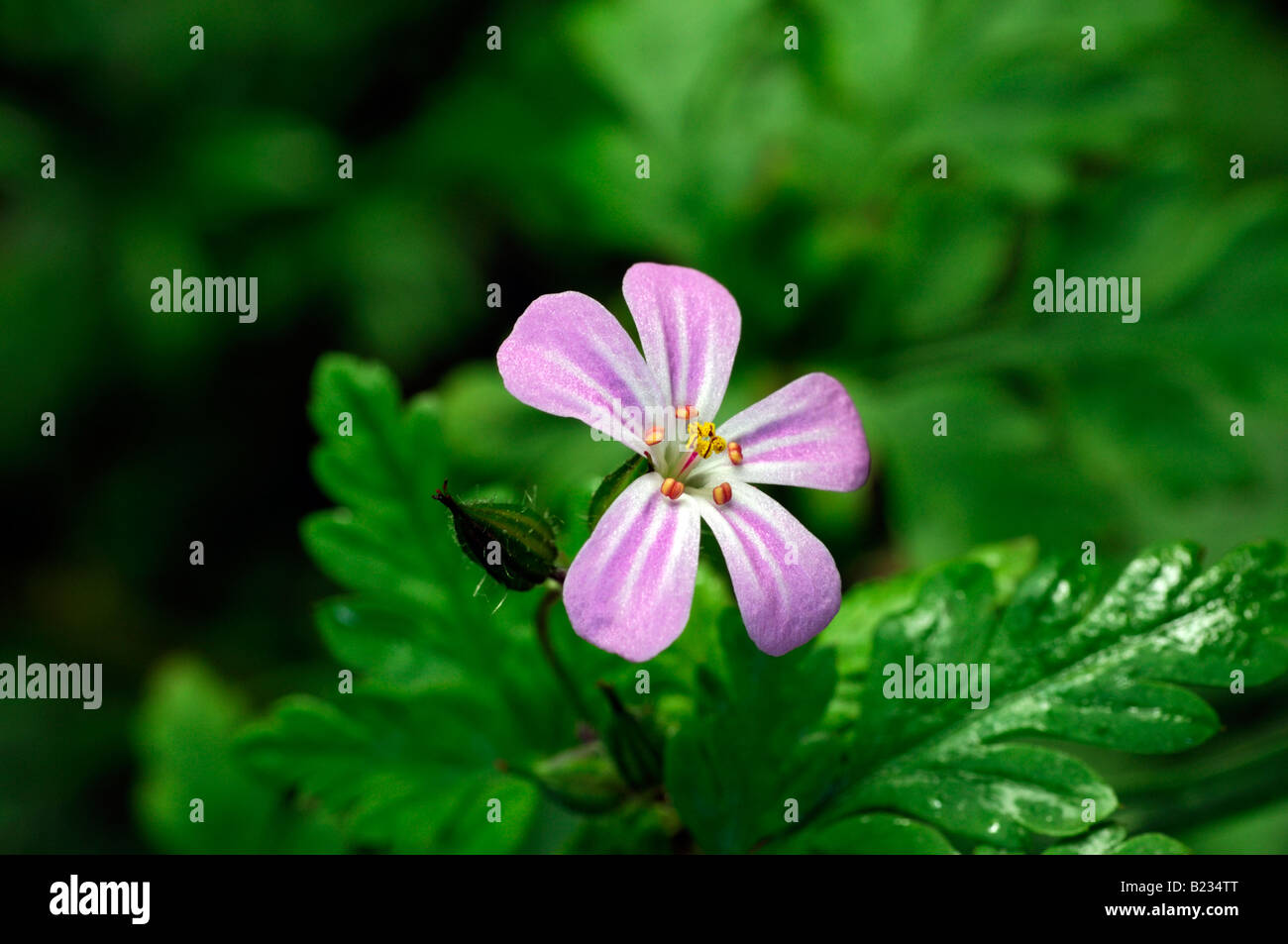 Geranium lucidum Shining Cranesbill fiori rosa bloom blossom fogliame verde Foto Stock