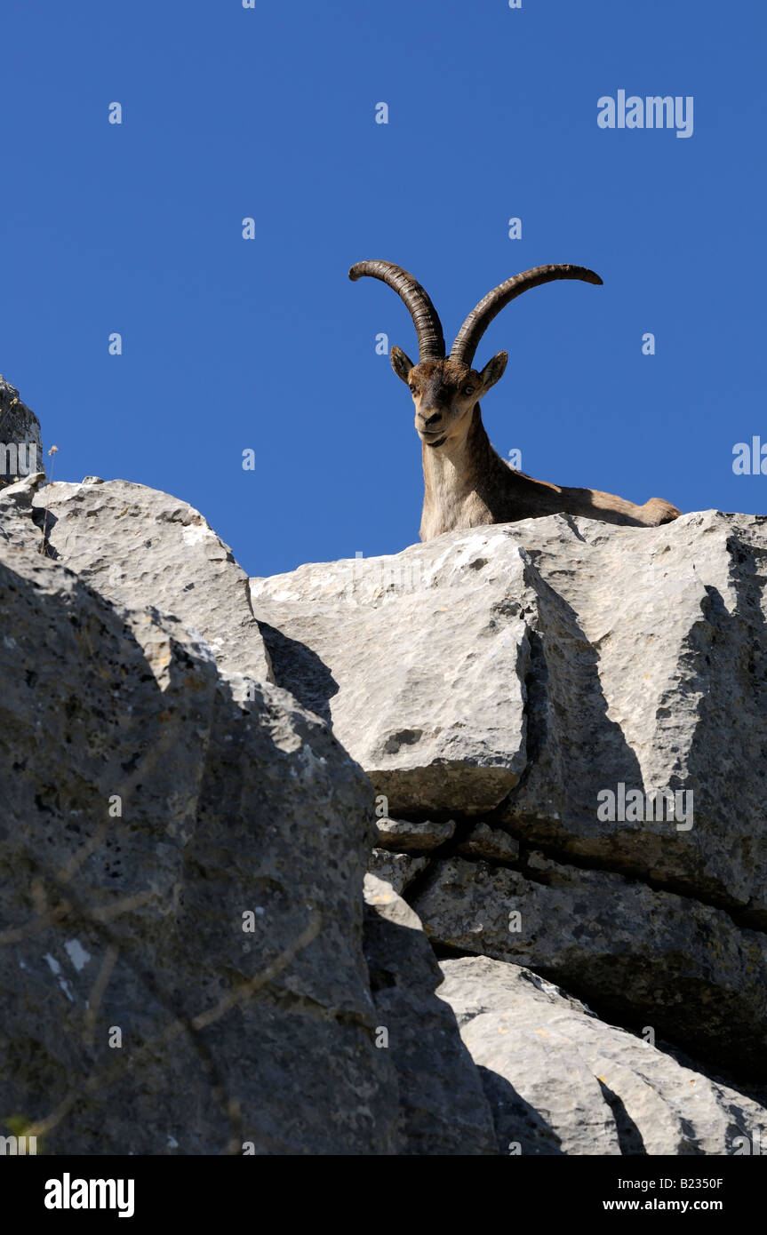 Una foto di una capra che è su una roccia Foto Stock