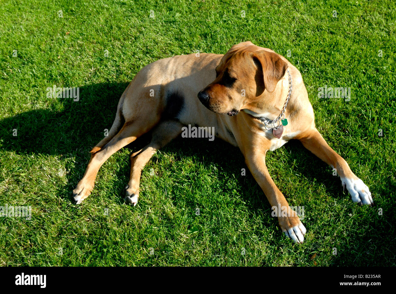 Giappone sumo cane Tosa inu Foto Stock