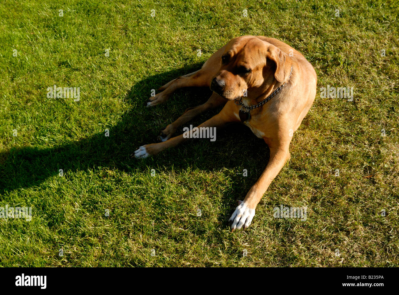 Giappone sumo cane Tosa inu Foto Stock