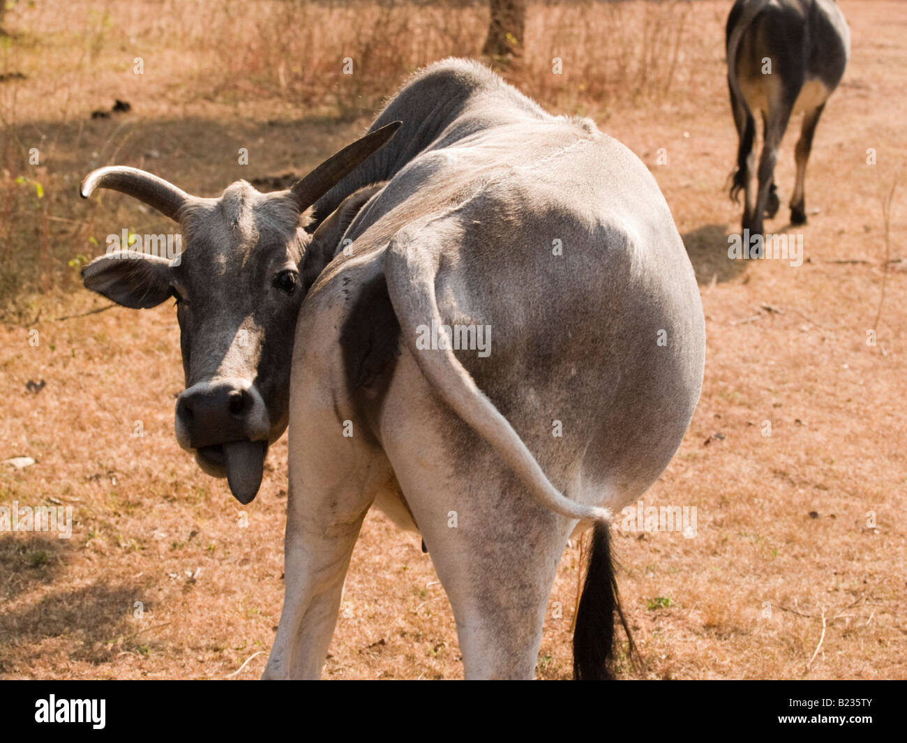 Il Madhya Pradesh India vacca sacra di bue animale Bovini Foto Stock
