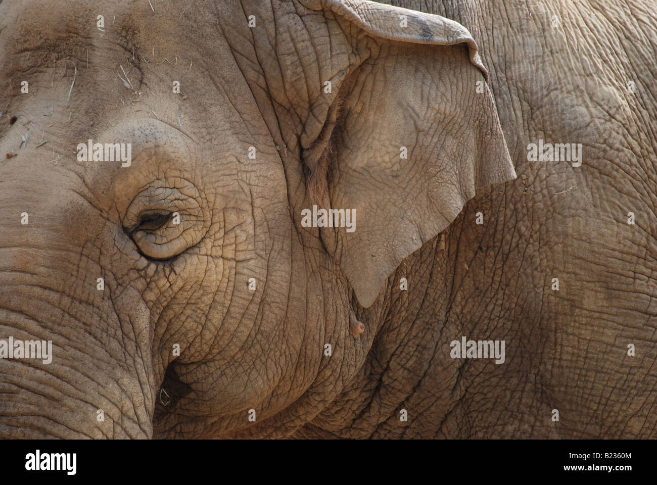 Close-up di elefante asiatico (Elephas maximus) Foto Stock