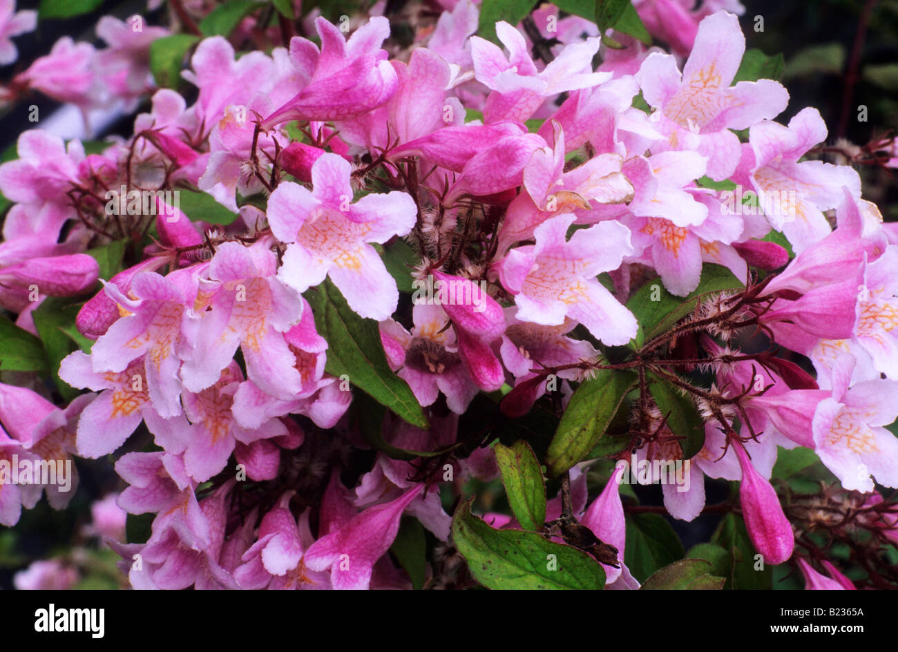 Kolkwitzia amabilis rosa 'Cloud' Bellezza Bush fiore rosa pianta di giardino Foto Stock