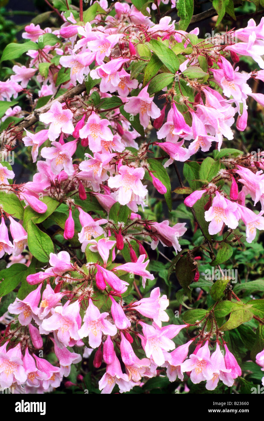 Kolkwitzia amabilis rosa 'Cloud' Bellezza Bush fiore rosa pianta di giardino Foto Stock