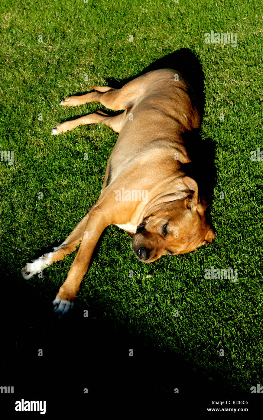 Giappone sumo cane Tosa inu Foto Stock