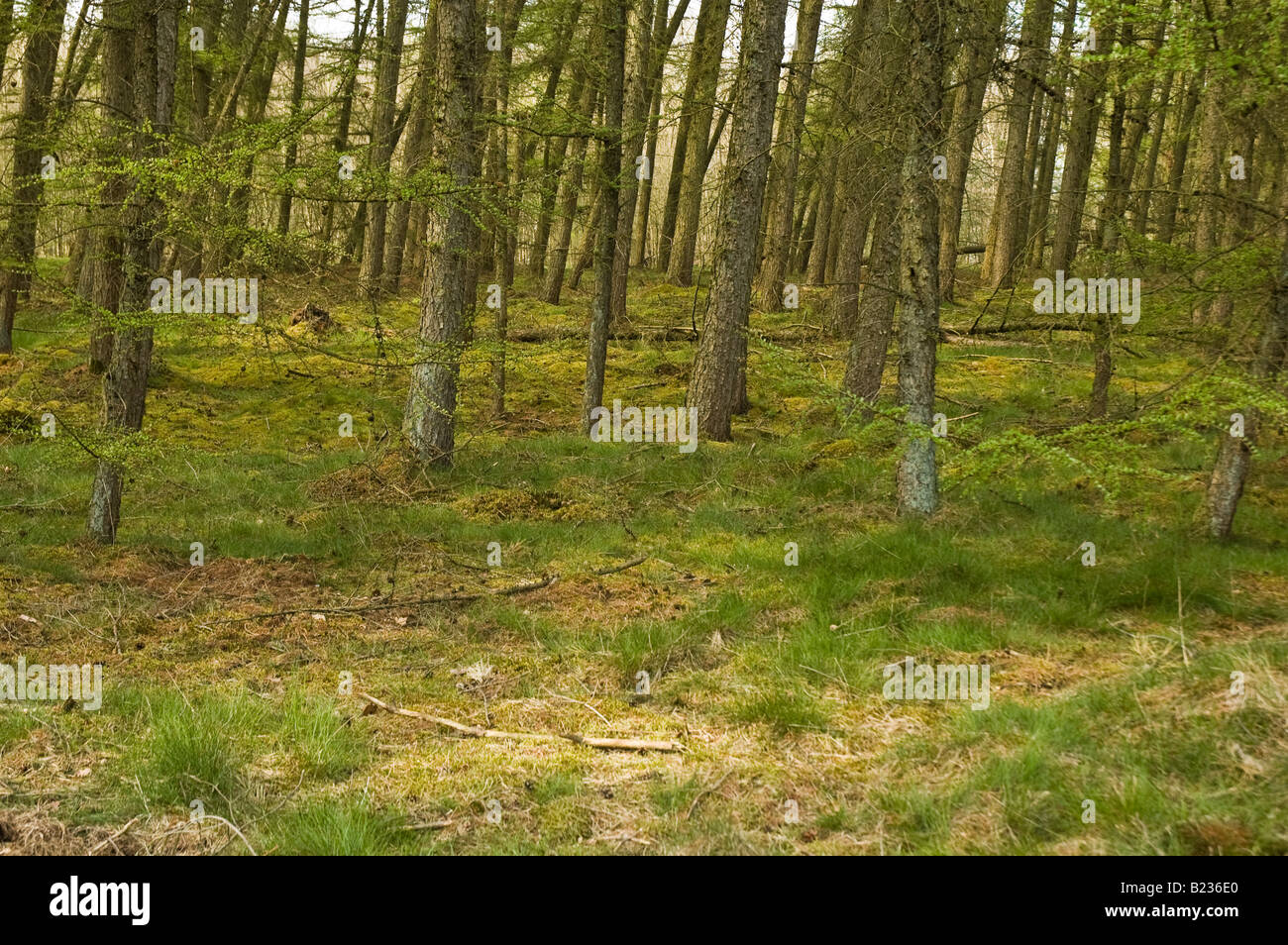 Bosco di larici in primavera tempo Parco Nazionale de Sprengenberg Haarle Paesi Bassi aprile 2008 Foto Stock