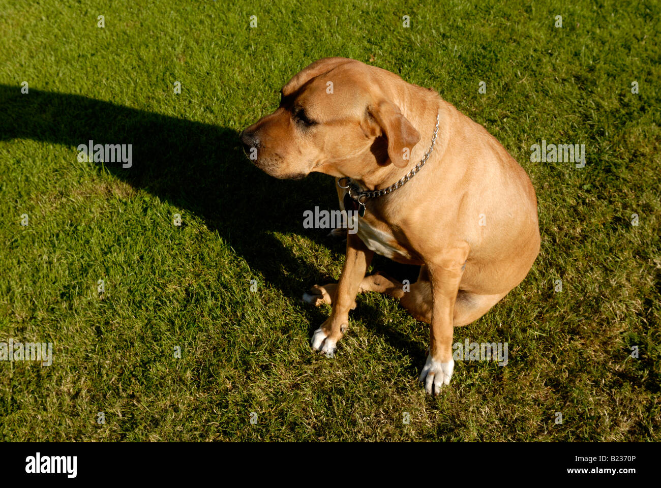 Giappone sumo cane Tosa inu Foto Stock
