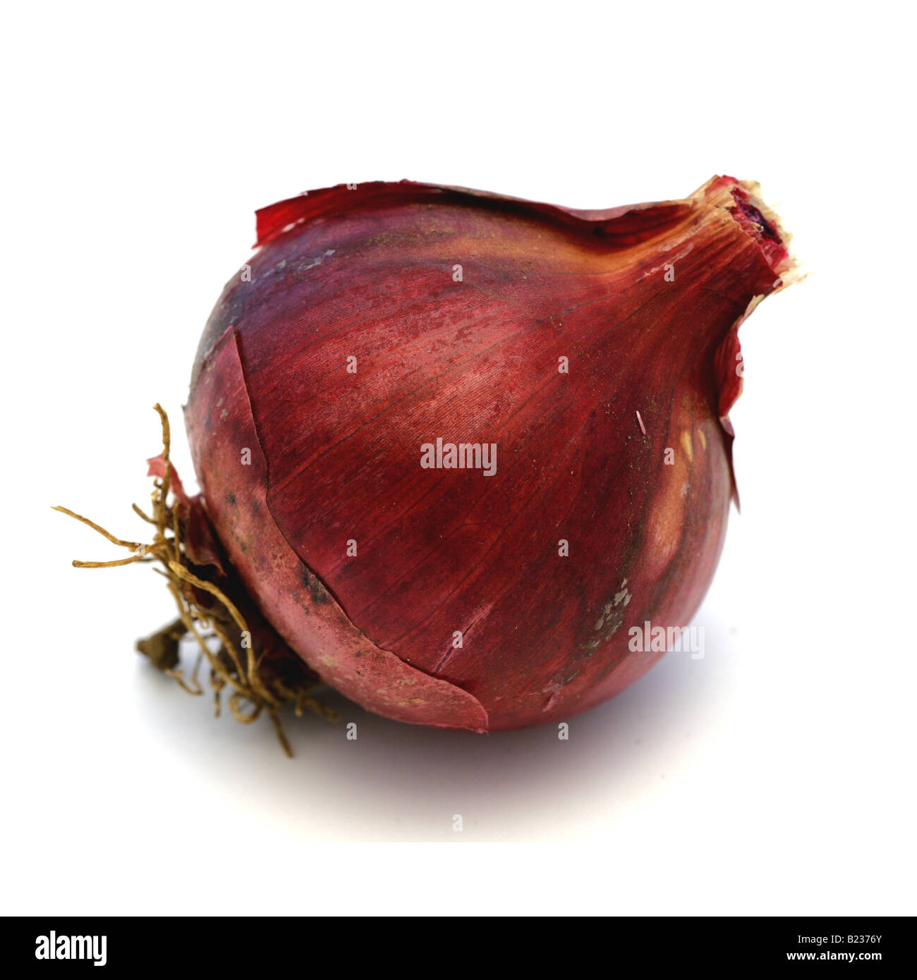 Cipolla Foto Stock