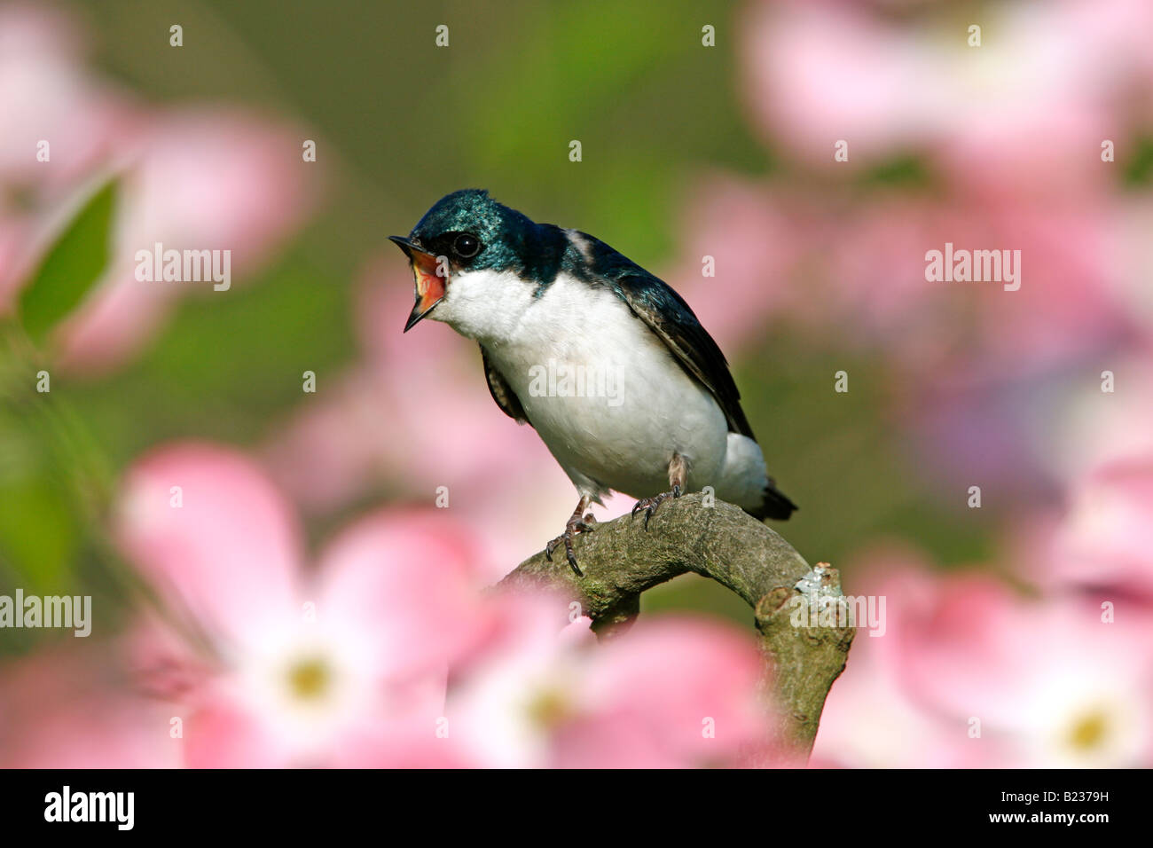 Tree Swallow in fioritura Sanguinello Tree Foto Stock