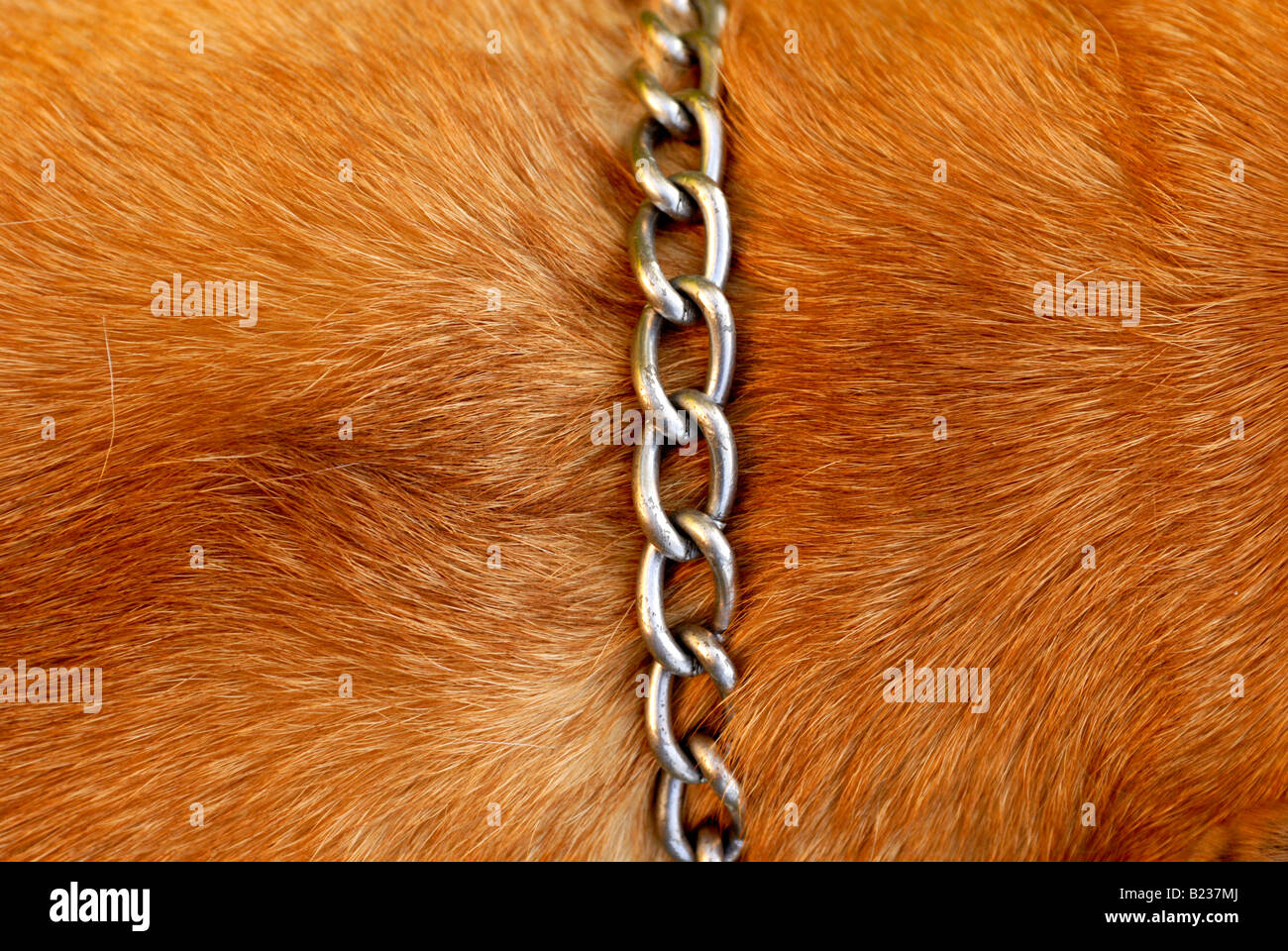 Giappone sumo cane Tosa inu dettaglio chiudere fino Foto Stock