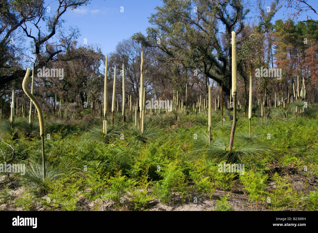 Australian Grasstrees in fiore Foto Stock