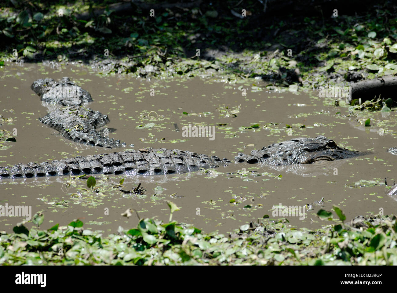 American alligatori Alligator mississippiensis in acqua fangosa dei cipressi di palude palude cavatappi Audubon Santuario Florida Foto Stock