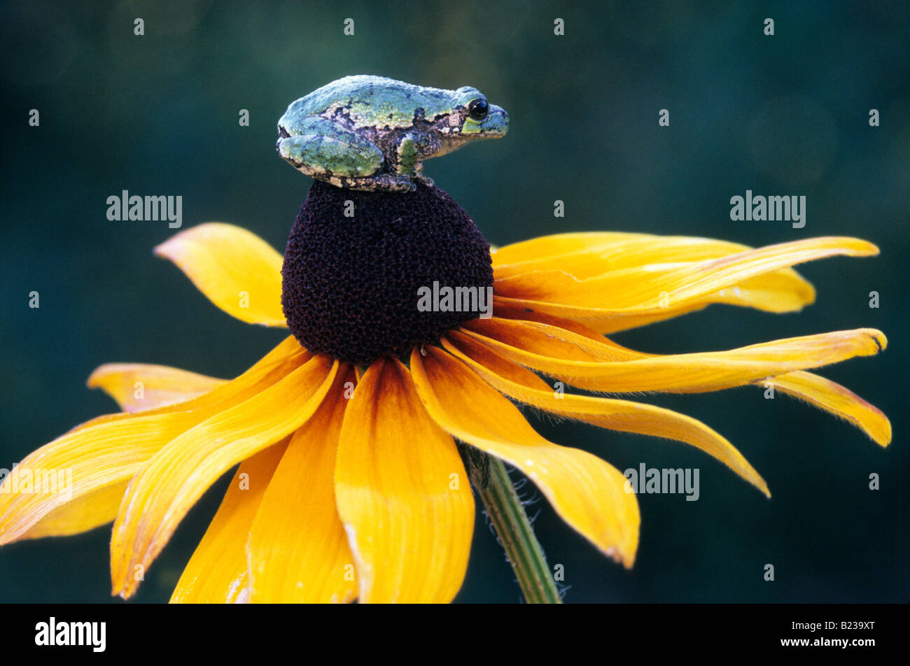 Grigio comune Treefrog seduta su un fiore. Foto Stock
