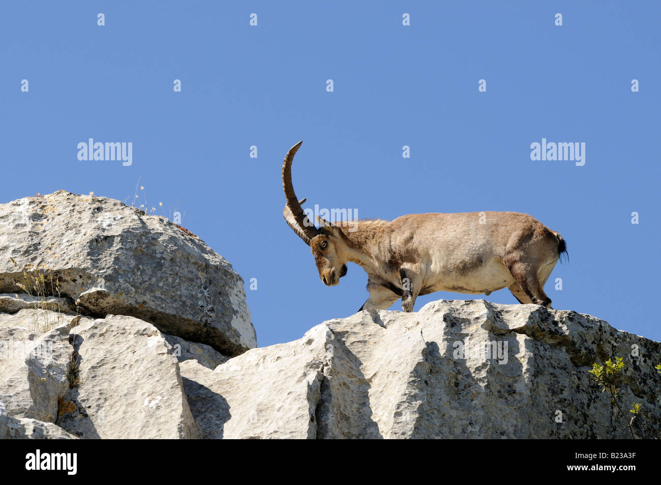 Una foto di una capra che è percorribile a piedi Foto Stock