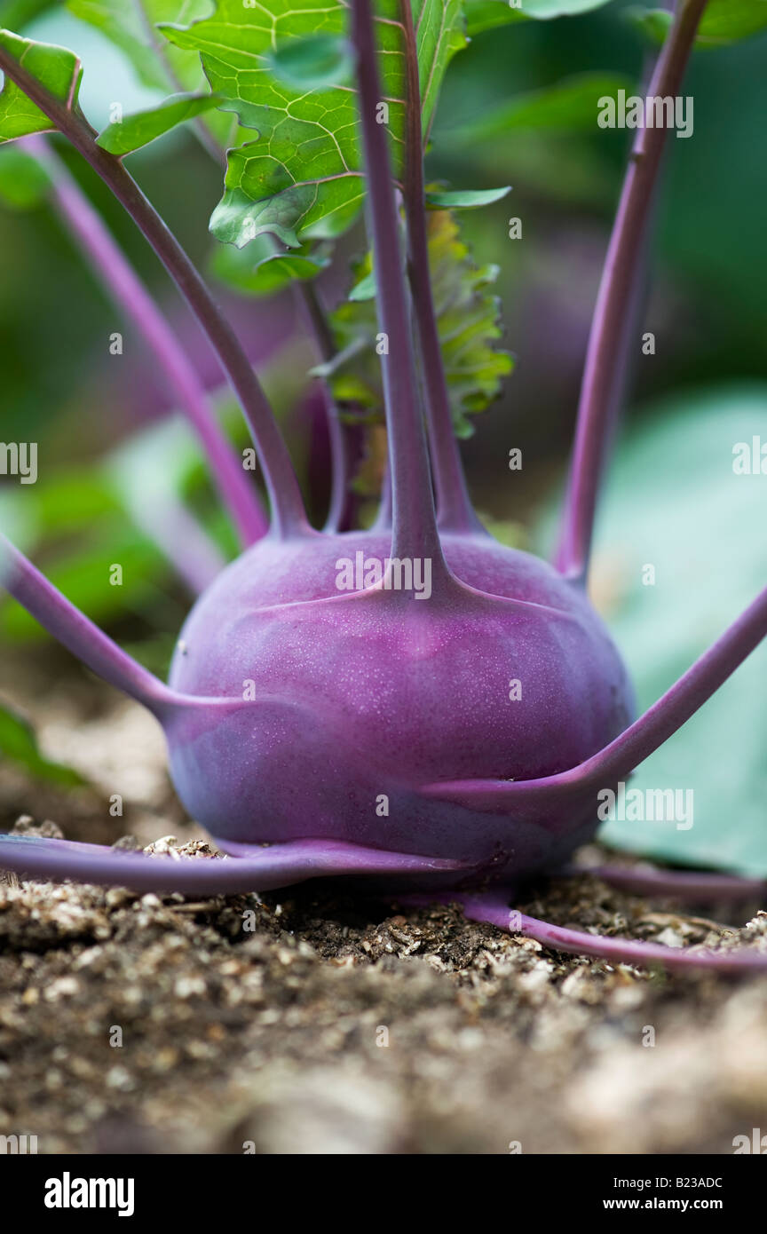 Brassica oleracea. Viola il cavolo rapa 'Azur star' vegetali ad Ryton giardini e orti biologici, Warwickshire, Inghilterra Foto Stock