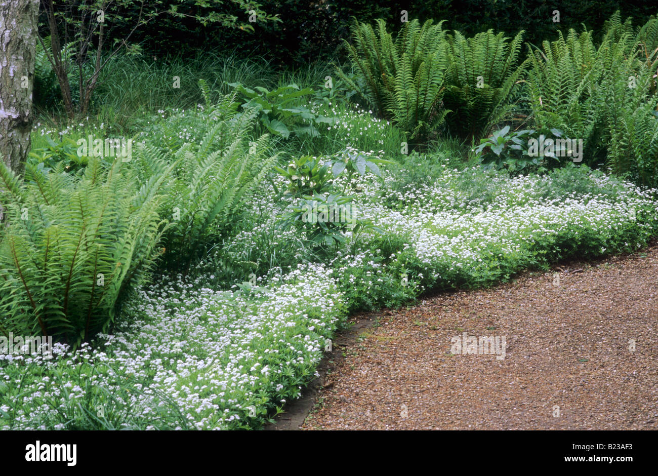 Bosco giardino selvaggio Woodruff, Galium odoratum felci Pensthorpe giardino d'onda Norfolk Inghilterra fiori bianchi percorso di piante Foto Stock