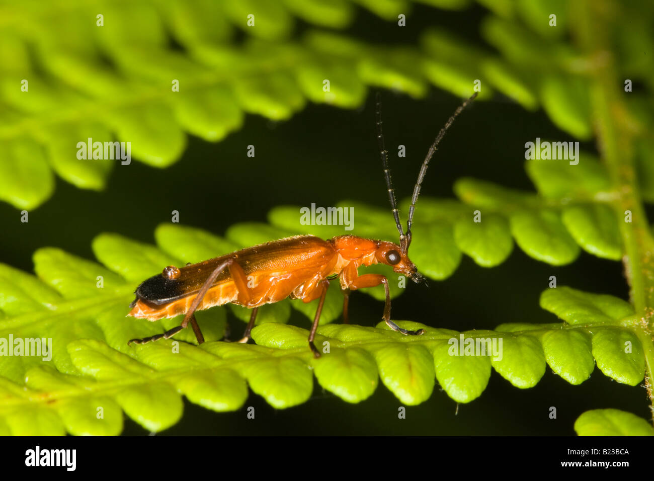 Bloodsucker beetle (Rhagonycha fulva) Foto Stock