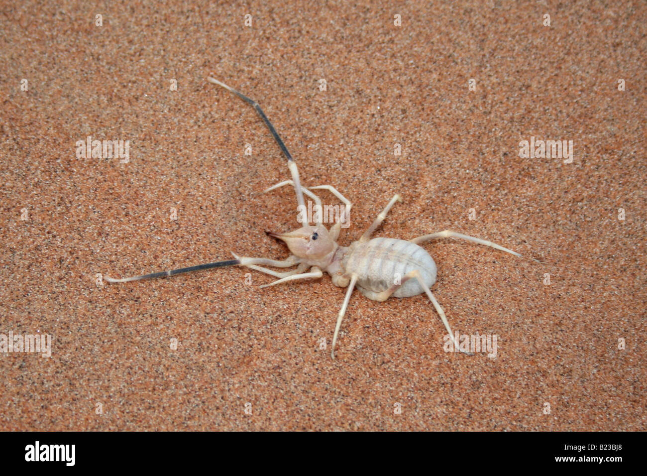 Camel spider, Wahiba Sands, Sultanato di Oman Foto Stock