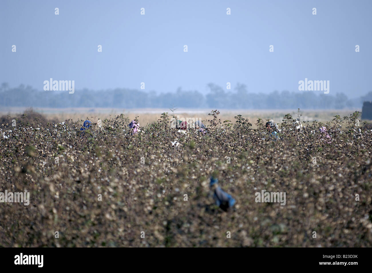 Gli agricoltori nel campo Multan Punjab Pakistan Foto Stock