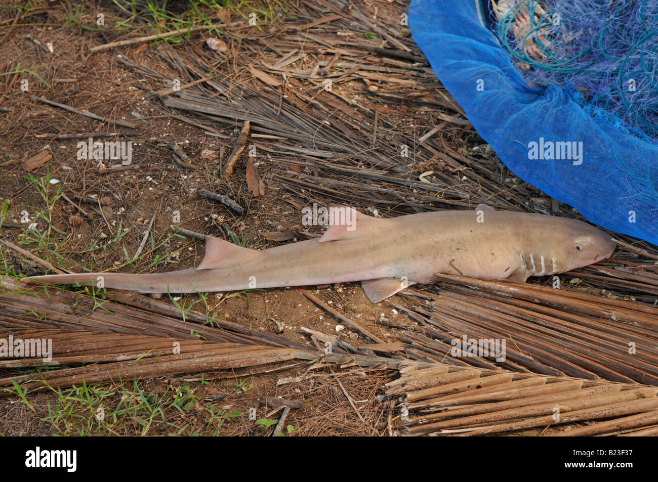 Baby shark catturati in un net, trang musulmani della comunità di pesca, trang provincia , della Thailandia Foto Stock