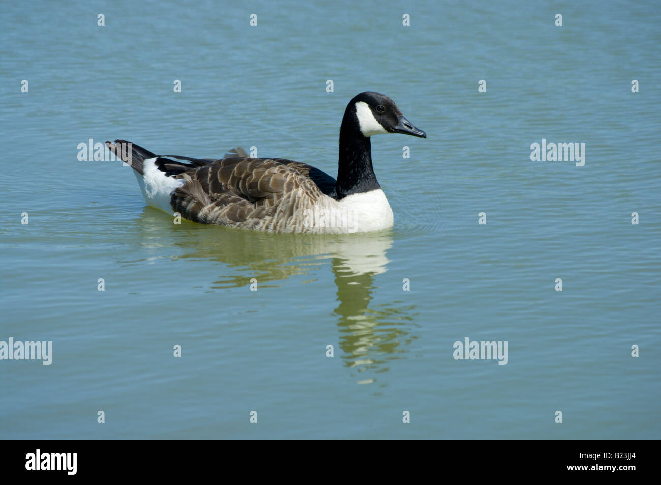 Solo Canada Goose nuoto Foto Stock