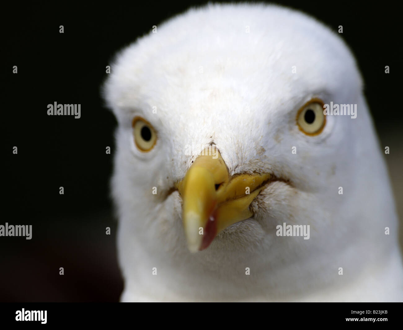 Close up di un gabbiano aringhe alla testa. Larus argentatus Foto Stock