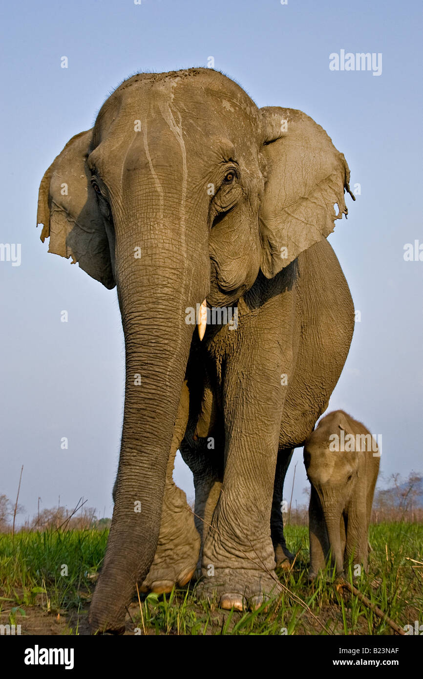 Bassa angolazione anteriore di una femmina di elefante asiatico con il suo vitello nel parco nazionale di Kaziranga Foto Stock