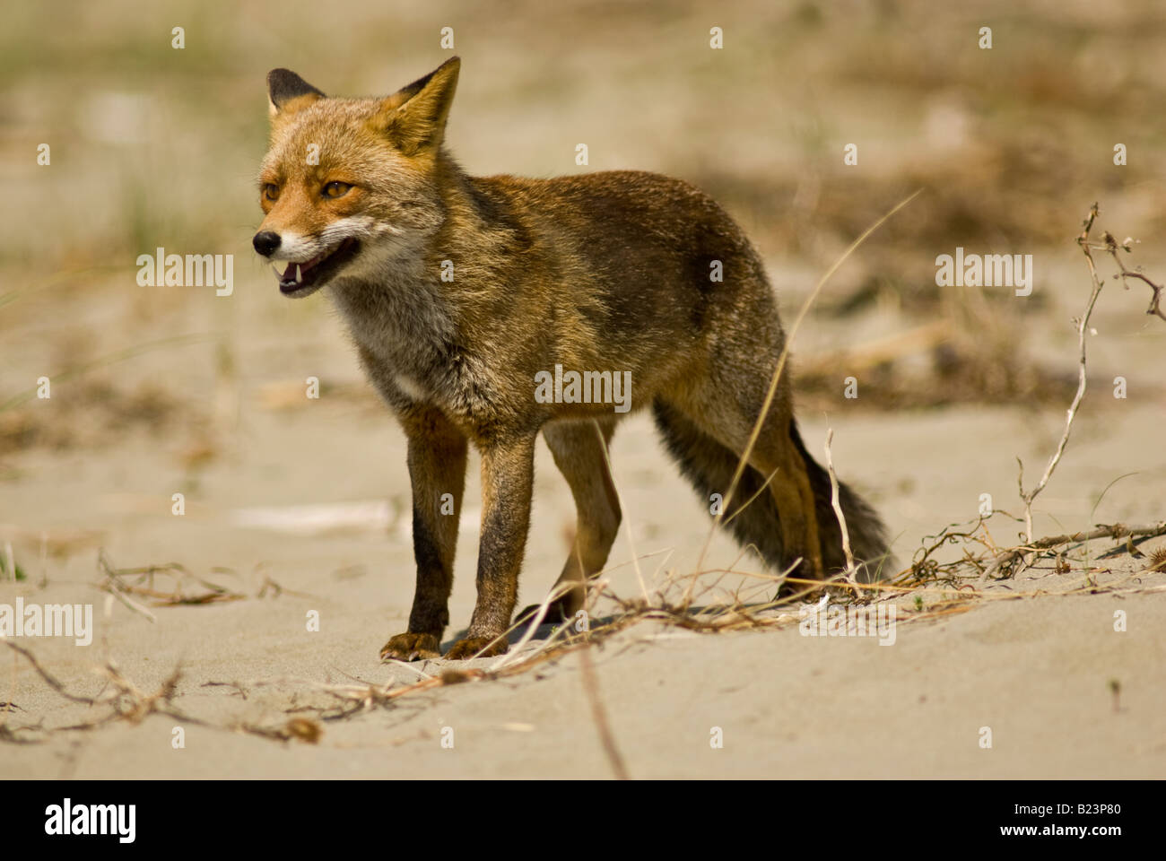 Vulpes vulpes, fox, Maremma National Park, Toscana, Italia Foto Stock