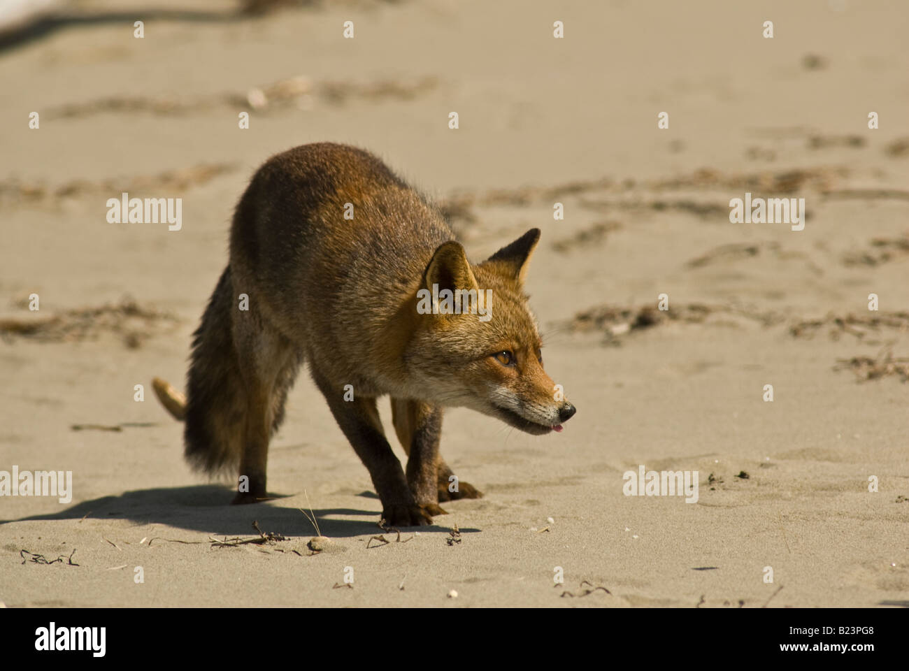 Vulpes vulpes, fox, Maremma National Park, Toscana, Italia Foto Stock