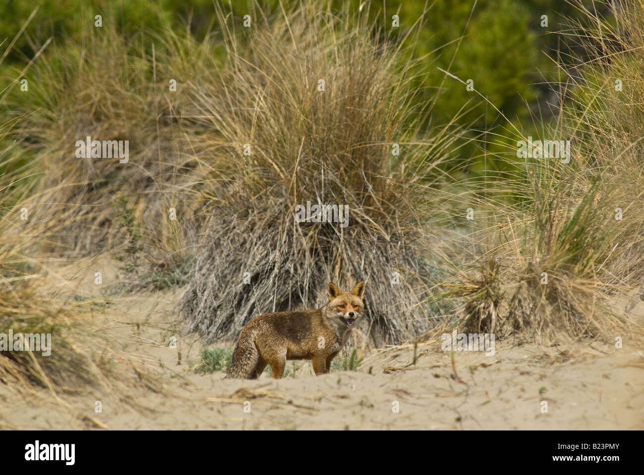 Vulpes vulpes, fox, Maremma National Park, Toscana, Italia Foto Stock