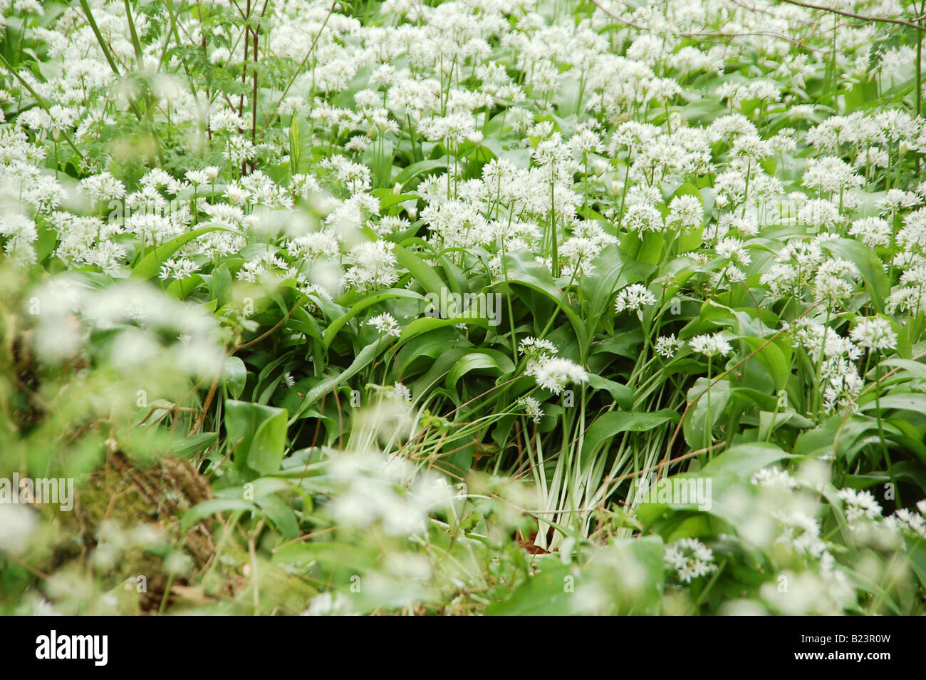 Aglio selvatico fiori piante che crescono in un campo nel Wiltshire, Inghilterra REGNO UNITO Foto Stock