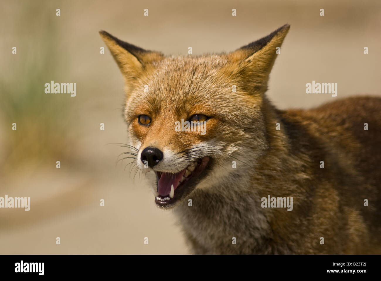 Vulpes vulpes, fox, Maremma National Park, Toscana, Italia Foto Stock