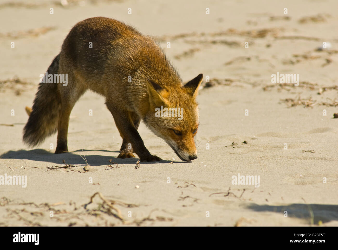 Vulpes vulpes, fox, Maremma National Park, Toscana, Italia Foto Stock