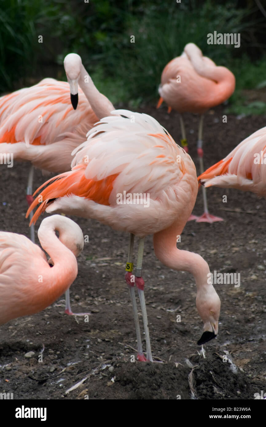 Un flamingo costruisce un nido. Foto Stock