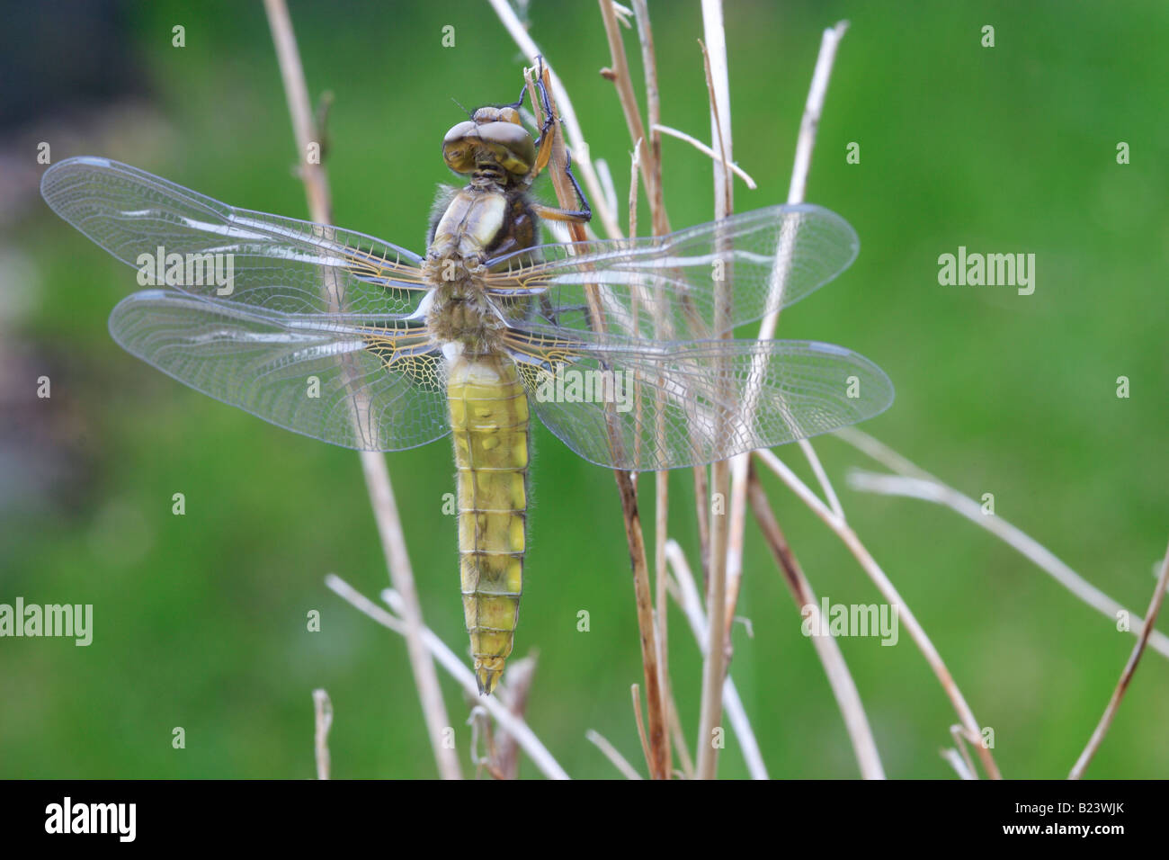 Chaser Broad-Bodied Dragonfly, fase Teneral (immaturi per adulti). Lubellula depressa. Foto Stock