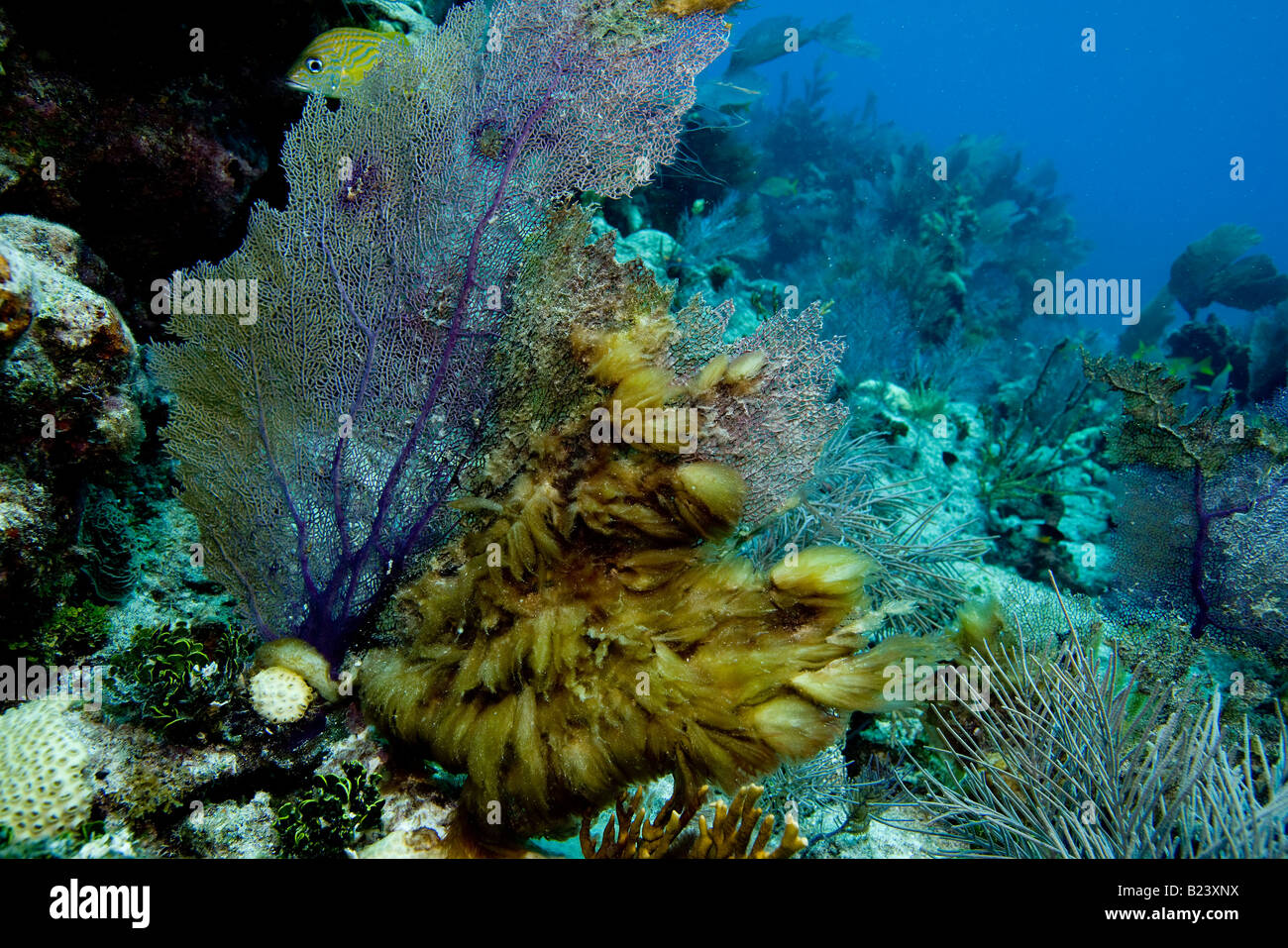 Underwater la crescita di alghe. Foto Stock