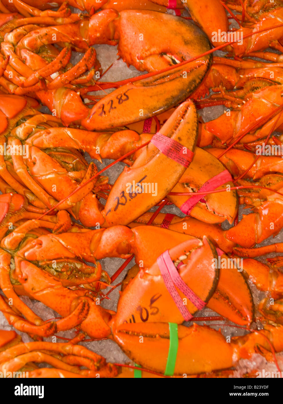 Canada New Brunswick Baia di Fundy aragoste in vendita Alma Lobster Shop villaggio di pescatori di Alma Baia di Fundy Foto Stock