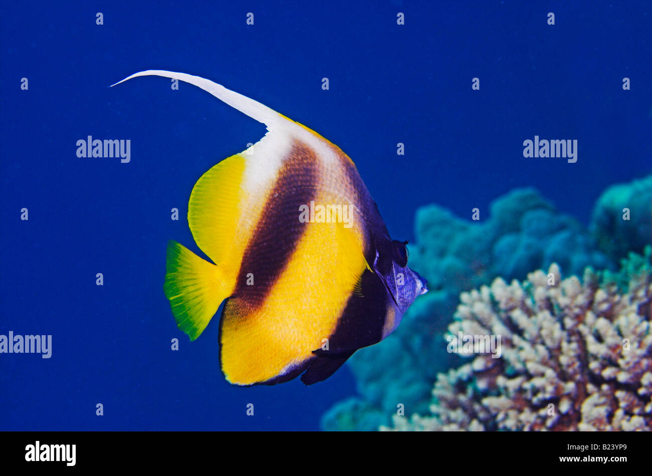 Bannerfish o Pennantfish Heniochus intermedius sulla barriera corallina Foto Stock