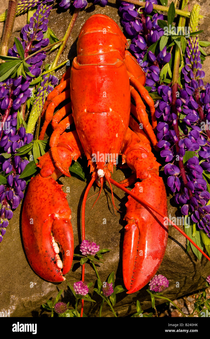 Canda New Brunswick grande baia di Fundy aragosta sul display Alma Lobster Shop villaggio di pescatori di Alma Fundy Coast Foto Stock