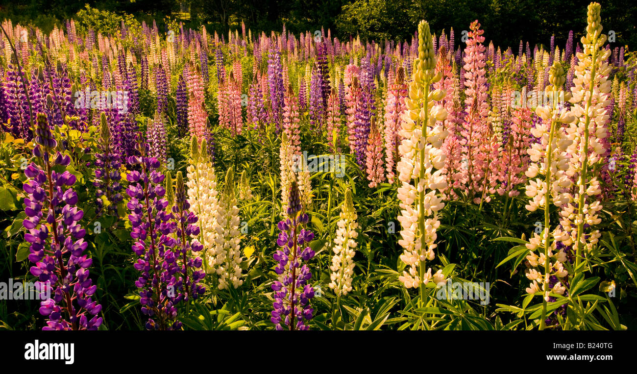 Canada New Brunswick paesaggio di multi colorati fiori di lupino Baia di Fundy regione Costa Fundy Foto Stock