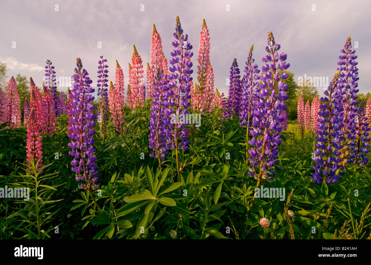 Canada New Brunswick paesaggio di multi colorati fiori di lupino Baia di Fundy regione Costa Fundy Foto Stock