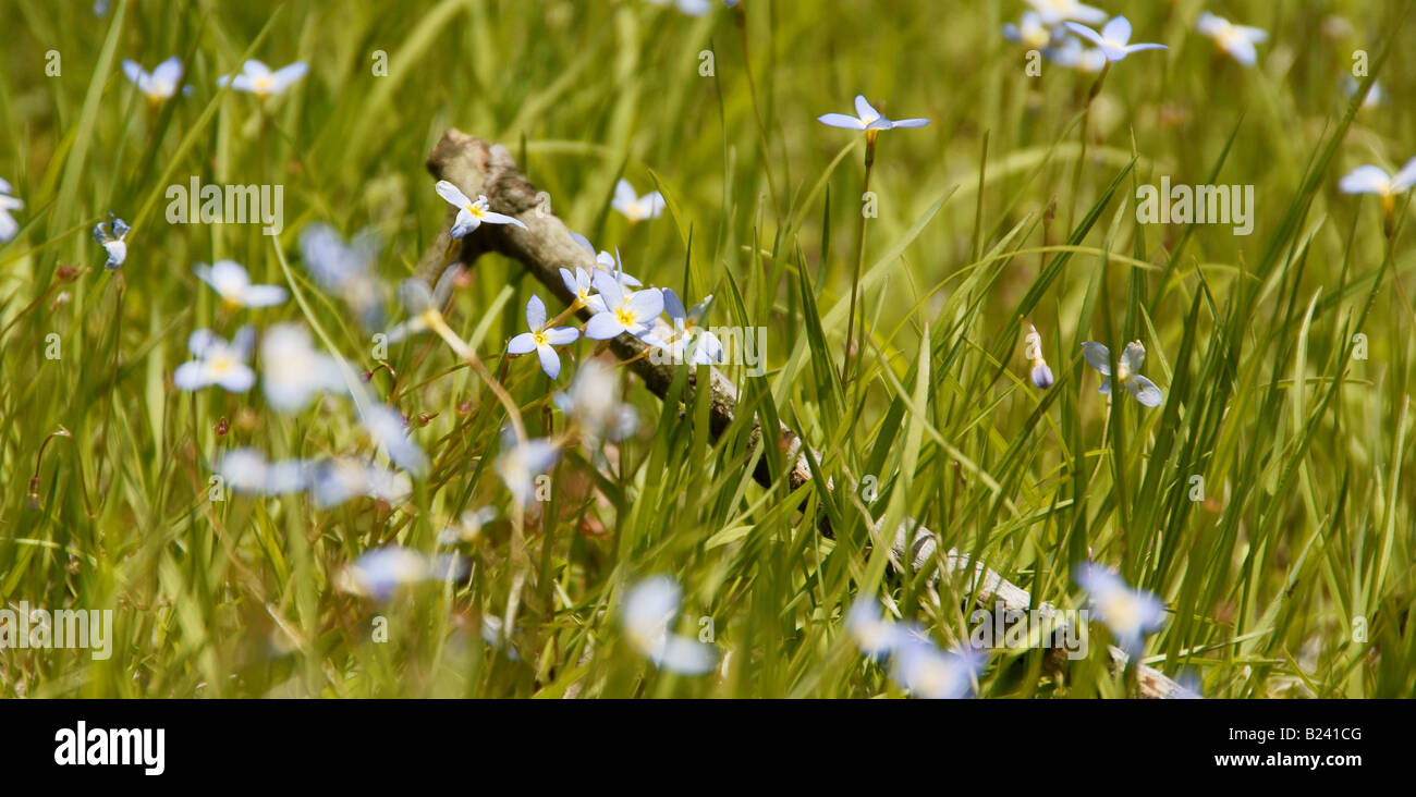 fiori Foto Stock